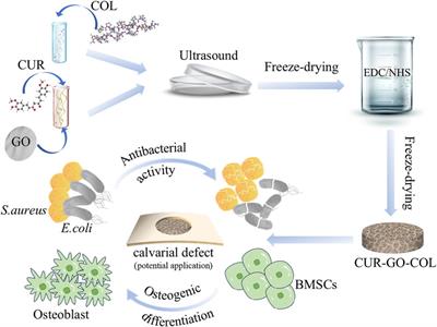 Biological and structural properties of curcumin-loaded graphene oxide incorporated collagen as composite scaffold for bone regeneration